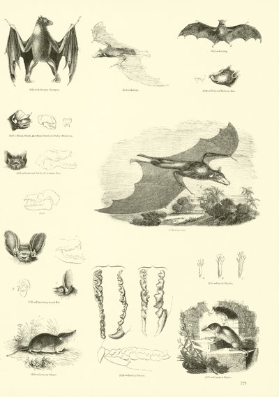 Página del Museo Pictórico de la Naturaleza Animada de English School