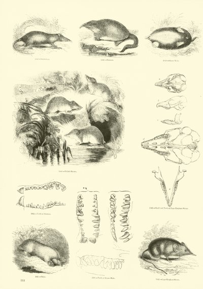Página del Museo Pictórico de la Naturaleza Animada de English School