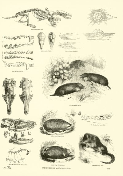 Página del Museo Pictórico de la Naturaleza Animada de English School
