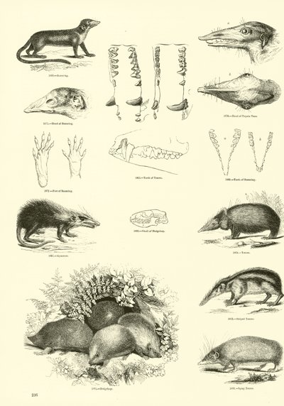 Página del Museo Pictórico de la Naturaleza Animada de English School