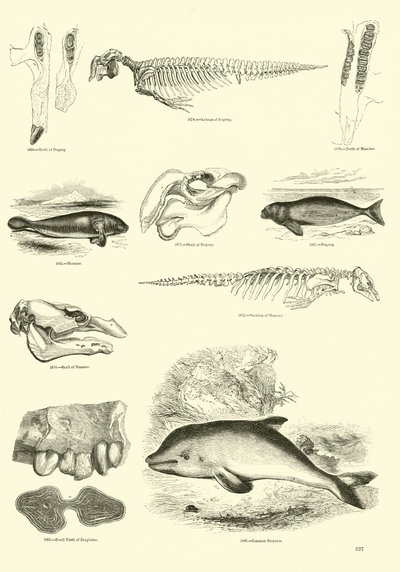 Página del Museo Pictórico de la Naturaleza Animada de English School