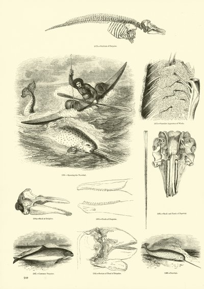 Página del Museo Pictórico de la Naturaleza Animada de English School