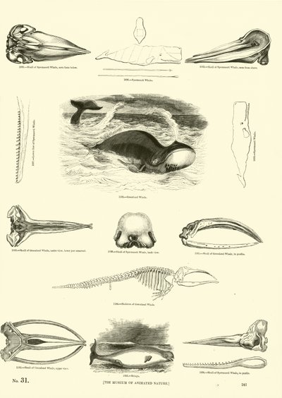 Página del Museo Pictórico de la Naturaleza Animada de English School