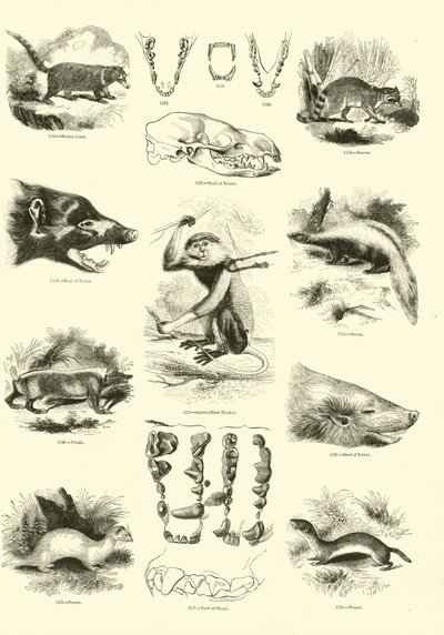 Página del Museo Pictórico de la Naturaleza Animada de English School