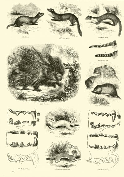 Página del Museo Pictórico de la Naturaleza Animada de English School