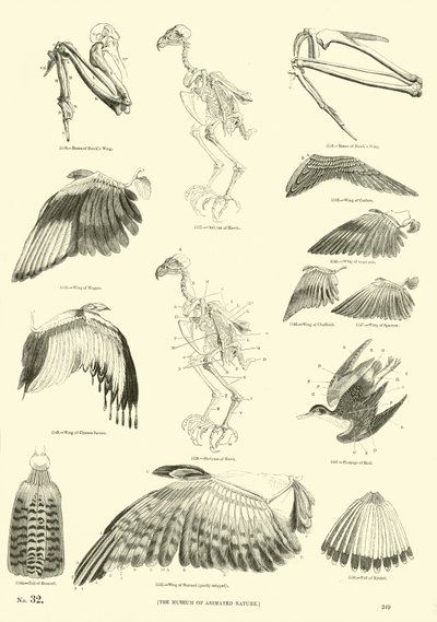 Página del Museo Pictórico de la Naturaleza Animada de English School