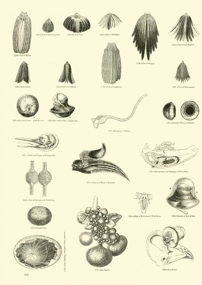 Página del Museo Pictórico de la Naturaleza Animada de English School