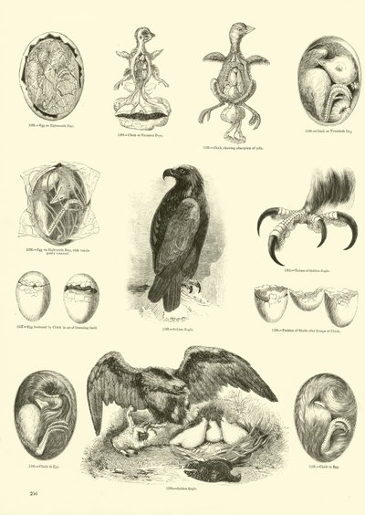 Página de El Museo Pictórico de la Naturaleza Animada de English School