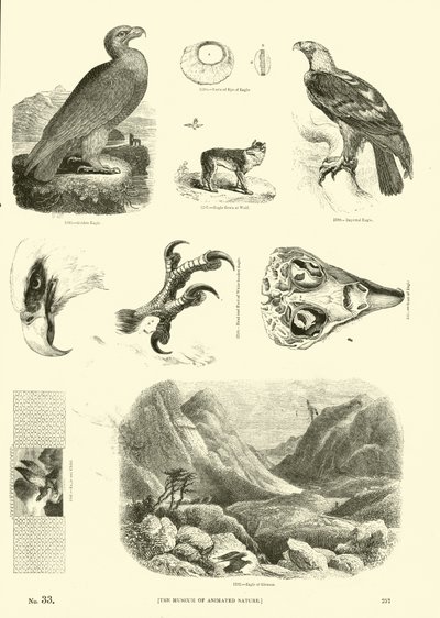 Página de El Museo Pictórico de la Naturaleza Animada de English School