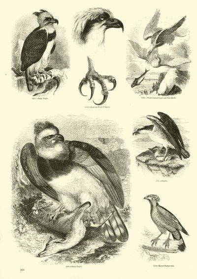 Página de El Museo Pictórico de la Naturaleza Animada de English School
