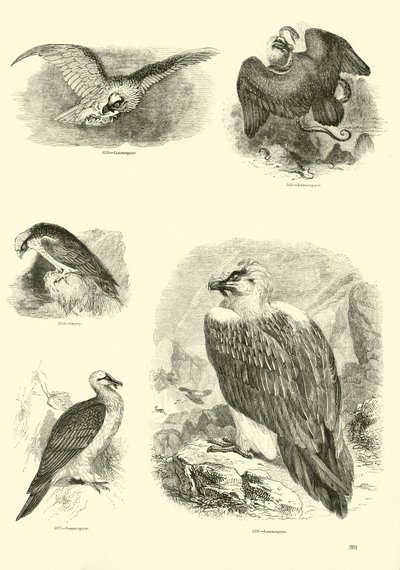 Página de El Museo Pictórico de la Naturaleza Animada de English School