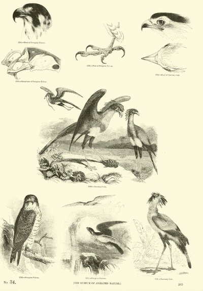 Página de El Museo Pictórico de la Naturaleza Animada de English School