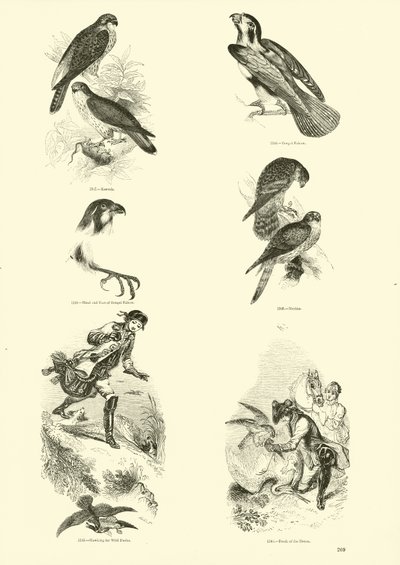 Página de El Museo Pictórico de la Naturaleza Animada de English School
