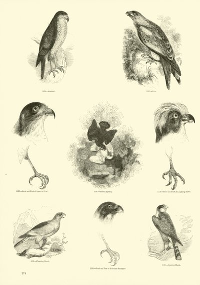 Página de El Museo Pictórico de la Naturaleza Animada de English School
