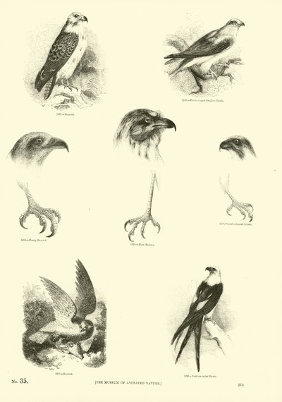 Página de El Museo Pictórico de la Naturaleza Animada de English School