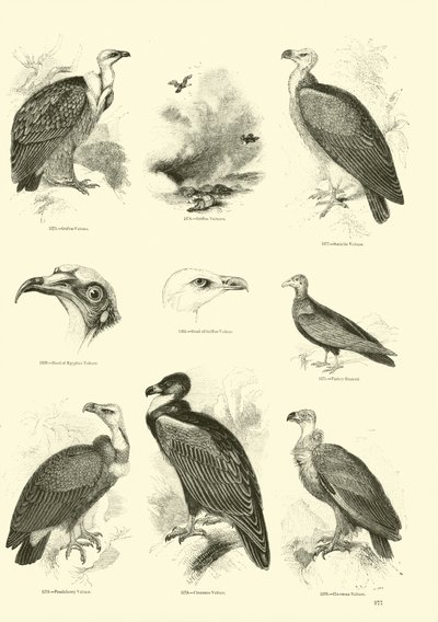 Página de El Museo Pictórico de la Naturaleza Animada de English School