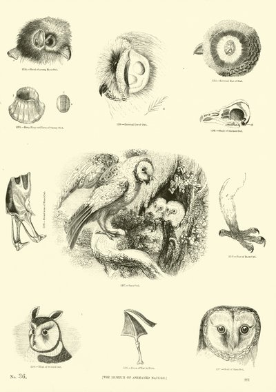 Página de El Museo Pictórico de la Naturaleza Animada de English School