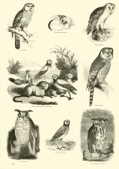 Página de El Museo Pictórico de la Naturaleza Animada de English School
