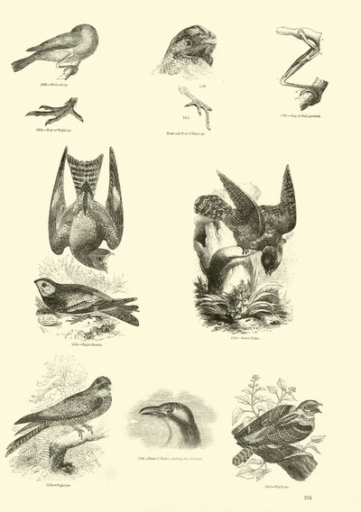 Página de El Museo Pictórico de la Naturaleza Animada de English School