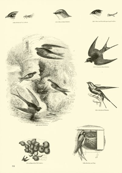 Página de El Museo Pictórico de la Naturaleza Animada de English School