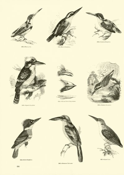 Página de El Museo Pictórico de la Naturaleza Animada de English School
