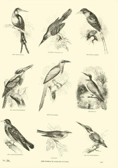 Página de El Museo Pictórico de la Naturaleza Animada de English School