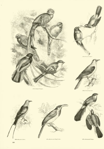 Página de El Museo Pictórico de la Naturaleza Animada de English School