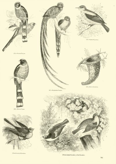 Página de El Museo Pictórico de la Naturaleza Animada de English School