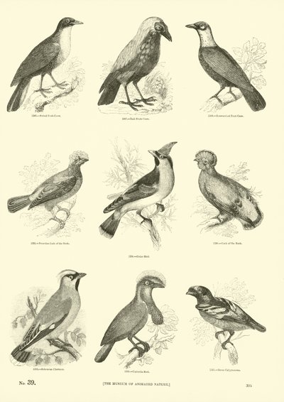 Página de El Museo Pictórico de la Naturaleza Animada de English School