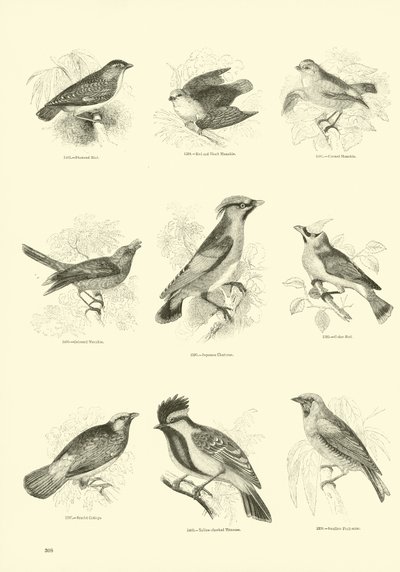 Página de El Museo Pictórico de la Naturaleza Animada de English School
