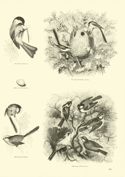 Página de El Museo Pictórico de la Naturaleza Animada de English School