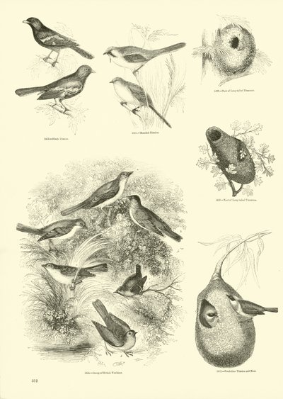 Página de El Museo Pictórico de la Naturaleza Animada de English School