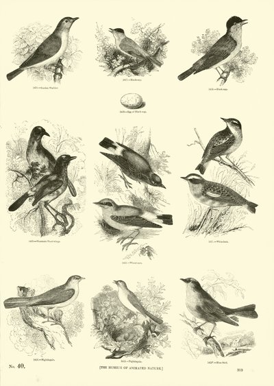 Página de El Museo Pictórico de la Naturaleza Animada de English School