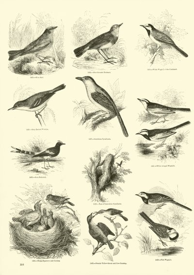 Página de El Museo Pictórico de la Naturaleza Animada de English School