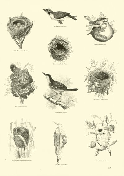 Página de El Museo Pictórico de la Naturaleza Animada de English School