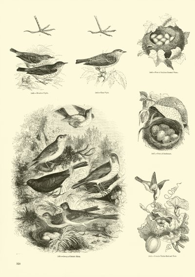 Página de El Museo Pictórico de la Naturaleza Animada de English School