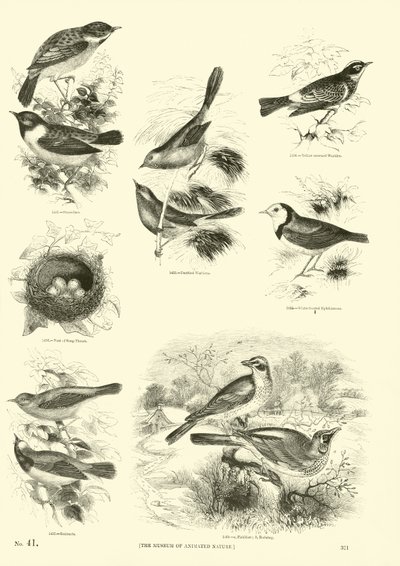 Página de El Museo Pictórico de la Naturaleza Animada de English School