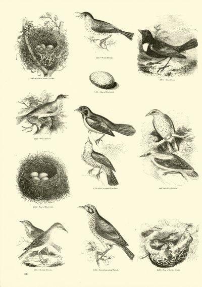 Página de El Museo Pictórico de la Naturaleza Animada de English School
