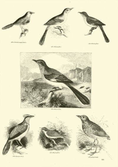 Página de El Museo Pictórico de la Naturaleza Animada de English School