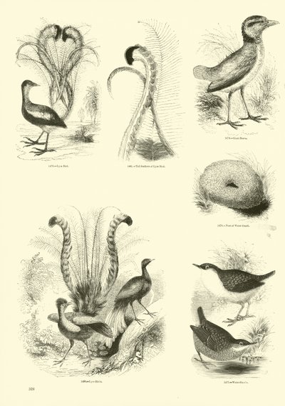 Página de El Museo Pictórico de la Naturaleza Animada de English School