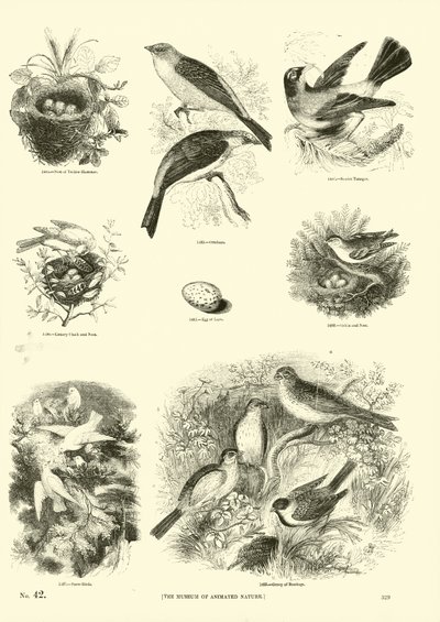 Página de El Museo Pictórico de la Naturaleza Animada de English School