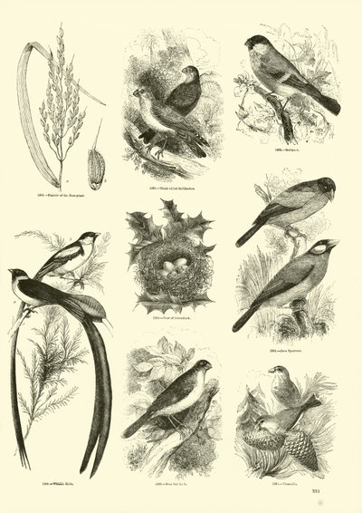 Página de El Museo Pictórico de la Naturaleza Animada de English School