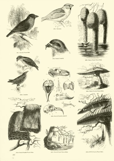 Página de El Museo Pictórico de la Naturaleza Animada de English School