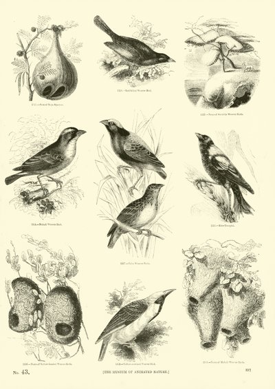 Página de El Museo Pictórico de la Naturaleza Animada de English School