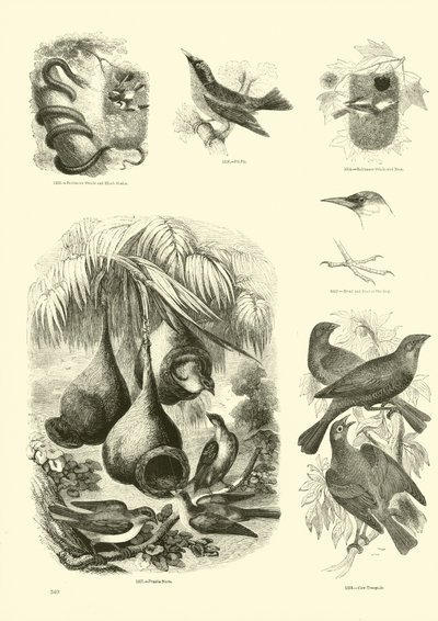Página de El Museo Pictórico de la Naturaleza Animada de English School