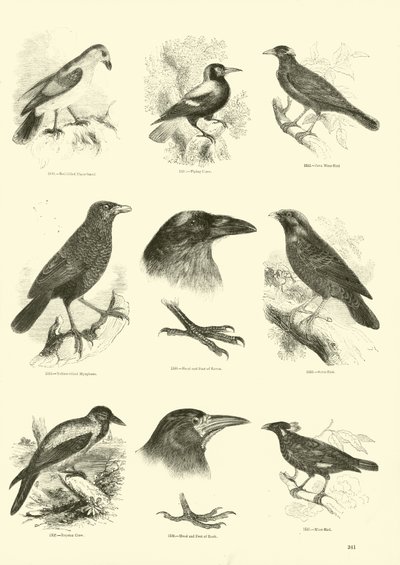 Página de El Museo Pictórico de la Naturaleza Animada de English School