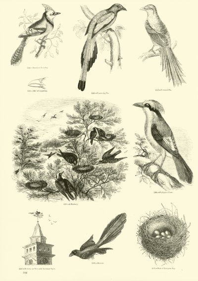 Página de El Museo Pictórico de la Naturaleza Animada de English School