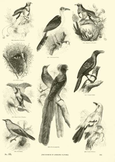 Página de El Museo Pictórico de la Naturaleza Animada de English School