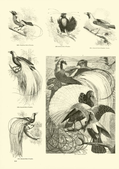 Página de El Museo Pictórico de la Naturaleza Animada de English School