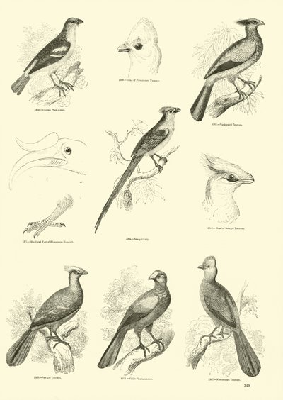 Página de El Museo Pictórico de la Naturaleza Animada de English School